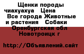 Щенки породы чиахуахуа › Цена ­ 12 000 - Все города Животные и растения » Собаки   . Оренбургская обл.,Новотроицк г.